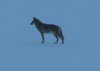 edit coyote.JPG