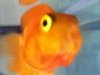 ImageUploadedByMonsterAquariaNetwork1339379997.894444.jpg