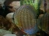 3290915018_photobucket_174755_.jpg