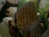 3290915018_photobucket_174754_.jpg