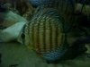3290915018_photobucket_174752_.jpg