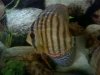 3290915018_photobucket_174751_.jpg
