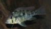 labiatus (Rio Olimar).JPG