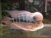 ImageUploadedByMonsterAquariaNetwork1339727615.661579.jpg ImageUploadedByMonsterAquariaNetwork1339727615.661579.jpg