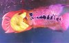 ImageUploadedByMonsterAquariaNetwork1339813926.891731.jpg ImageUploadedByMonsterAquariaNetwork1339813926.891731.jpg
