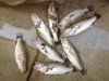 dead perch.JPG