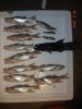 suriname dead fish.jpg
