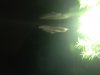 ImageUploadedByMonsterAquariaNetwork1340080224.684986.jpg