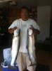 ImageUploadedByMonsterAquariaNetwork1340151403.014267.jpg