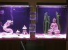 55GAL2.JPG 55GAL2.JPG