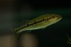 DSC_0225.JPG