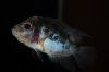 IMG_2336Cichlids1.JPG