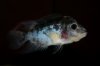 IMG_2340Cichlids1.JPG