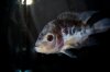 IMG_2344Cichlids1Cichlids1.JPG