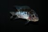 IMG_2346Cichlids1.JPG