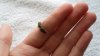 Holding a Wasp & Bee 007.JPG
