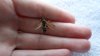 Holding a Wasp & Bee 006.JPG