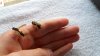 Holding a Wasp & Bee 004.JPG