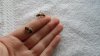 Holding a Wasp & Bee 002.JPG
