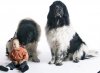 dogs&baby copy.jpg