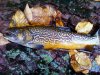 most beautiful fish ever.jpg