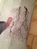 ImageUploadedByMonsterAquariaNetwork1340800019.104287.jpg