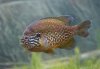 Lepomis_gibbosus_PAQ.jpg
