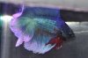 betta 007.JPG