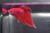 betta 016.JPG