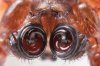 example-image-spider.jpg