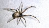 brown_widow_spider_female_01.jpg brown_widow_spider_female_01.jpg