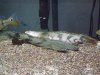 DSCF0887.JPG