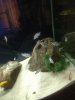 ImageUploadedByMonsterAquariaNetwork1341542463.975027.jpg ImageUploadedByMonsterAquariaNetwork1341542463.975027.jpg