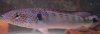 ImageUploadedByMonsterAquariaNetwork1341545345.255512.jpg