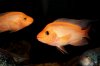 IMG_2530Cichlids1.JPG