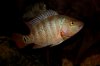 IMG_2538Cichlids1.JPG