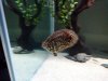 leopardfish.jpg
