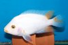 white midas female.jpg