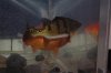 PBass&Collosus.JPG
