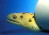 Gymnothorax_miliaris_AQGolden.jpg