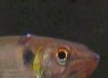 closeup.JPG closeup.JPG