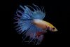 blackedbetta.jpg