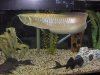 lots of fish 796.jpg