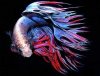 Betta_splendens_14.jpg