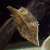 Leaffish.jpg