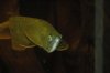 Arowana cega1 001 (Medium).jpg