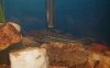 p_albofasciatus.jpg