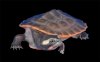 Pink_Belly_Sideneck_Turtle.jpg Pink_Belly_Sideneck_Turtle.jpg