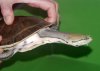 1144d1222180915-phrynops-hilarii-argentine-side-neck-turtle-turtle31.jpg 1144d1222180915-phrynops-hilarii-argentine-side-neck-turtle-turtle31.jpg