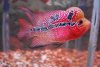 fwflowerhorn1342964472.jpg